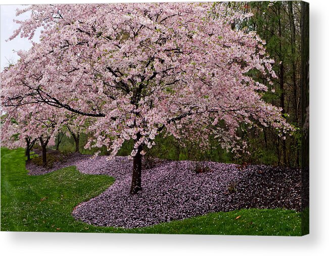 Canon Boulevard Acrylic Print featuring the photograph Japanese Cherry Tree #1 by Jerry Gammon