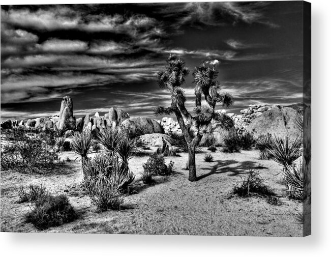 Joshua Tree Acrylic Print featuring the photograph Joshua Tree Black and White #2 by Benjamin Yeager