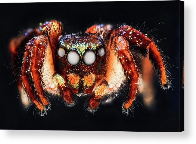 Animal Acrylic Print featuring the photograph Jumping Spider #1 by Us Geological Survey