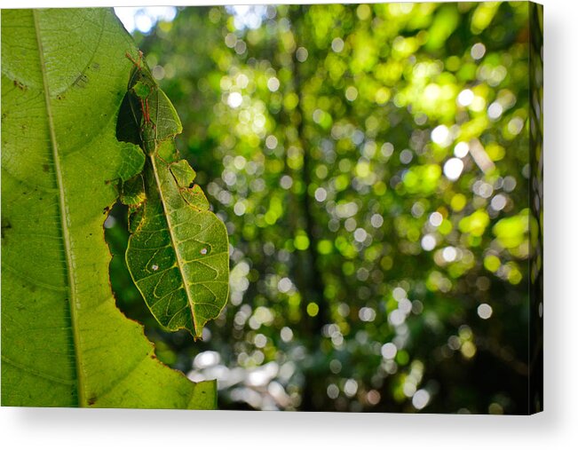 Animal Acrylic Print featuring the photograph Leaf Insect #3 by Francesco Tomasinelli