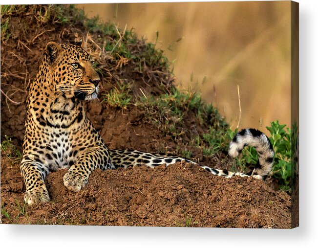 Kenya Acrylic Print featuring the photograph Leopard Scanning The Area #1 by Manoj Shah