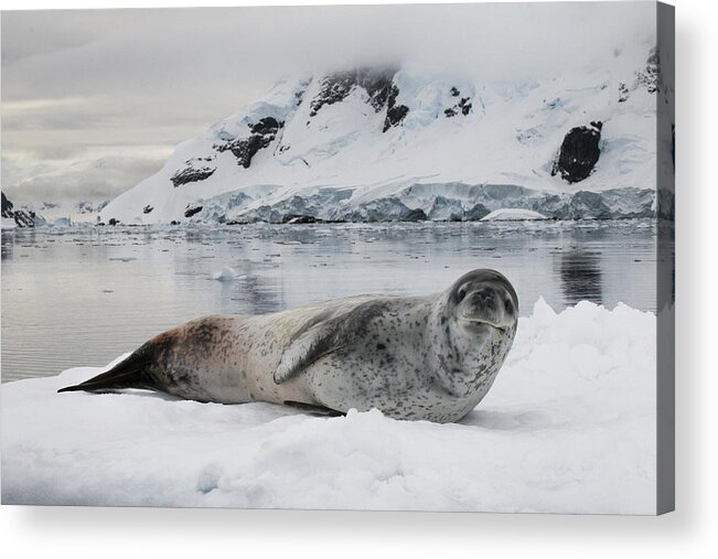 Feb0514 Acrylic Print featuring the photograph Leopard Seal On Ice Floe Paradise Bay #1 by Matthias Breiter