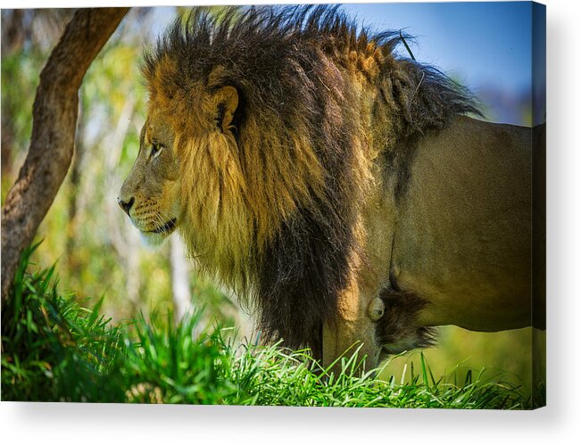 Animals Acrylic Print featuring the photograph Lion #1 by Matthew Onheiber