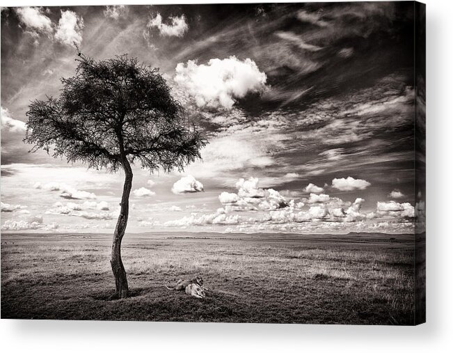 Africa Acrylic Print featuring the photograph Lions In The Shade - Selenium Toned #1 by Mike Gaudaur