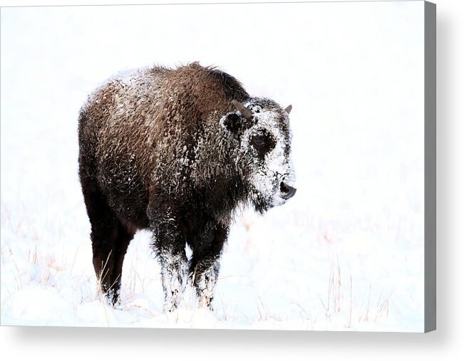 Bison Acrylic Print featuring the photograph Lone Calf #1 by Donald J Gray
