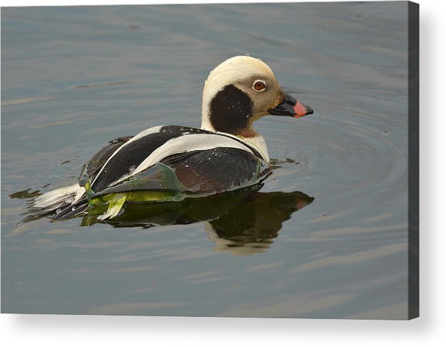 Duck Acrylic Print featuring the photograph Long-tailed Duck #1 by Alan Lenk