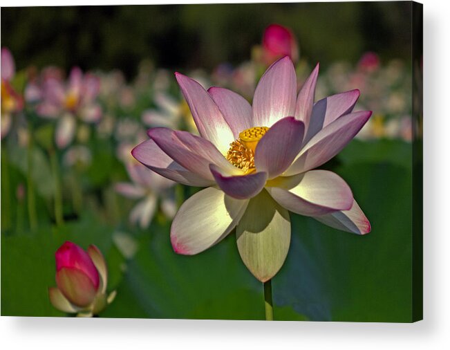 Kenilworth Acrylic Print featuring the photograph Lotus Flower #1 by Jerry Gammon