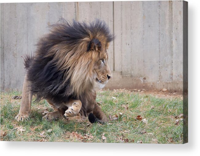 National Zoo Acrylic Print featuring the photograph Luke chasing cubs #1 by Jack Nevitt