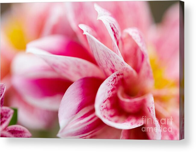 Pink Acrylic Print featuring the photograph Macro image of a pink flower #2 by Nick Biemans