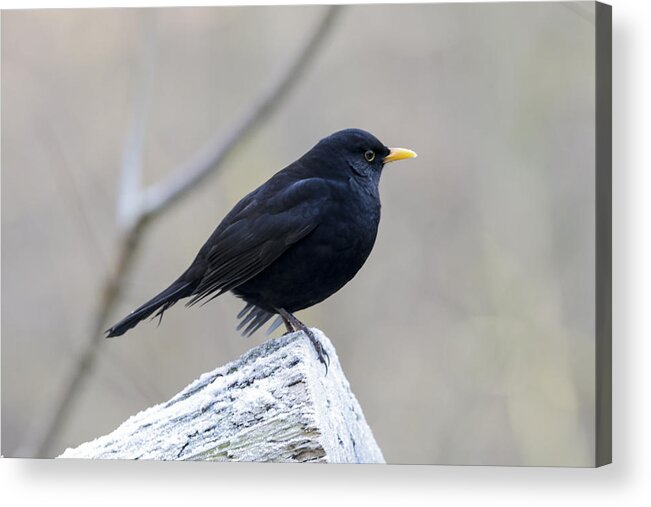 Tranquility Acrylic Print featuring the photograph Male Blackbird (Turdus merula) perched on a tree #1 by © Santiago Urquijo