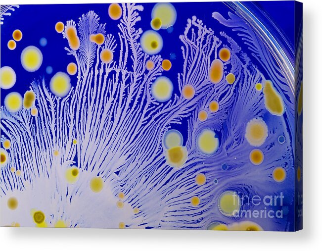 Bacteria Acrylic Print featuring the photograph Marine Actinomycetes #1 by Charlotte Raymond