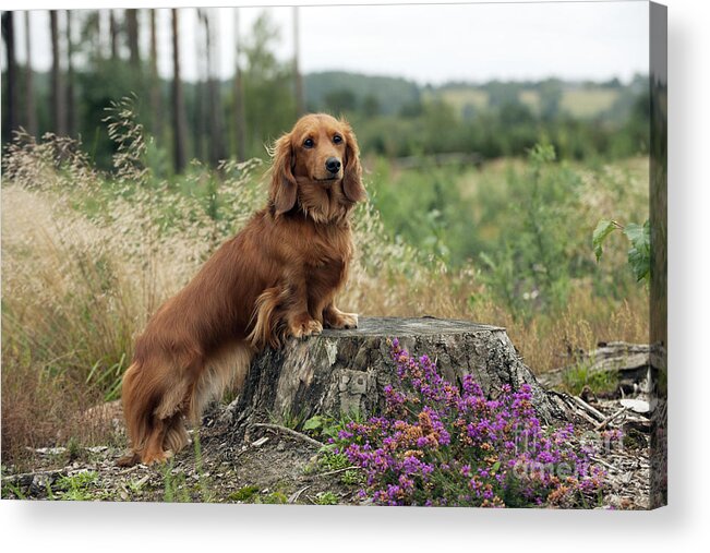 Dachshund Acrylic Print featuring the photograph Miniature Long-haired Dachshund #10 by John Daniels