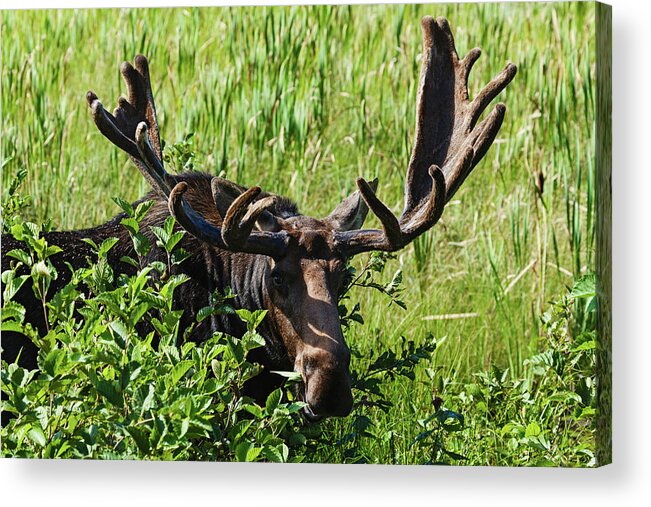 Animals In The Wild Acrylic Print featuring the photograph Moose Near Lake Opeongo, Algonquin #1 by Carl Bruemmer