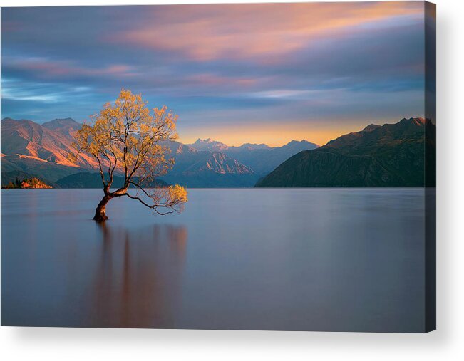 Tree Acrylic Print featuring the photograph Morning Glow by Renee Doyle