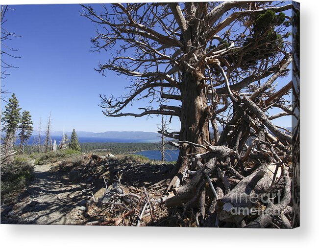 Tahoe Acrylic Print featuring the photograph Mount Tallac trailhead #1 by Gal Eitan