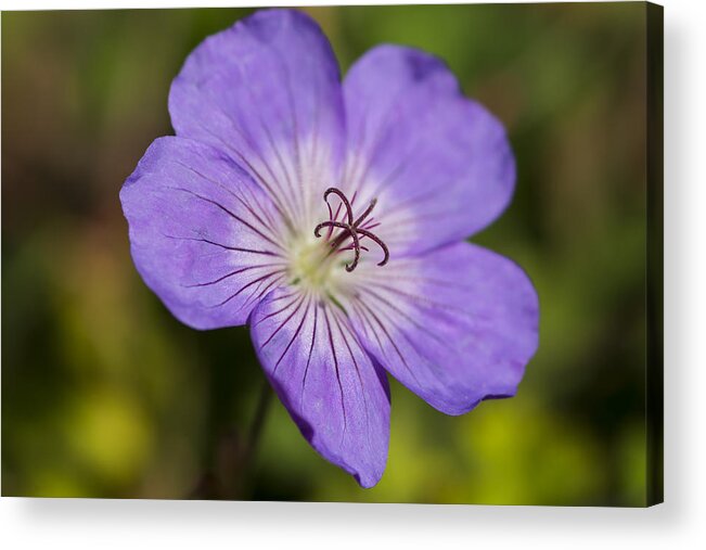 Purple Flower Acrylic Print featuring the photograph Nature's Pinwheel by Dan Hefle