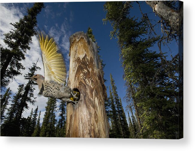 Michael Quinton Acrylic Print featuring the photograph Northern Flicker Leaving Nest Cavity #1 by Michael Quinton