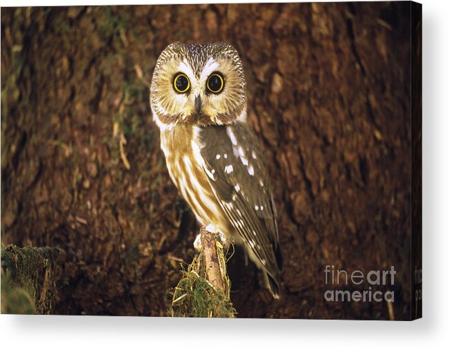 Northern Saw-whet Owl Acrylic Print featuring the photograph Northern Saw-whet Owl #1 by Art Wolfe