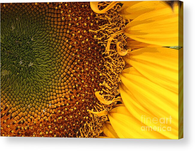 Sunflower Acrylic Print featuring the photograph O Sunflower by Jeanette French