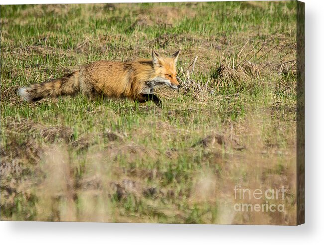 Landscape Acrylic Print featuring the photograph On the Prowl #2 by Cheryl Baxter
