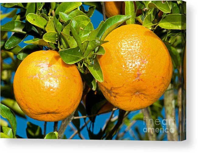 Food Acrylic Print featuring the photograph Orange Fruit Growing On Tree #1 by Millard H. Sharp