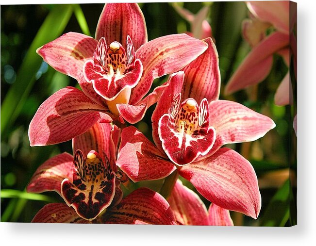 Orchid Acrylic Print featuring the photograph Orchids #1 by Jane Girardot