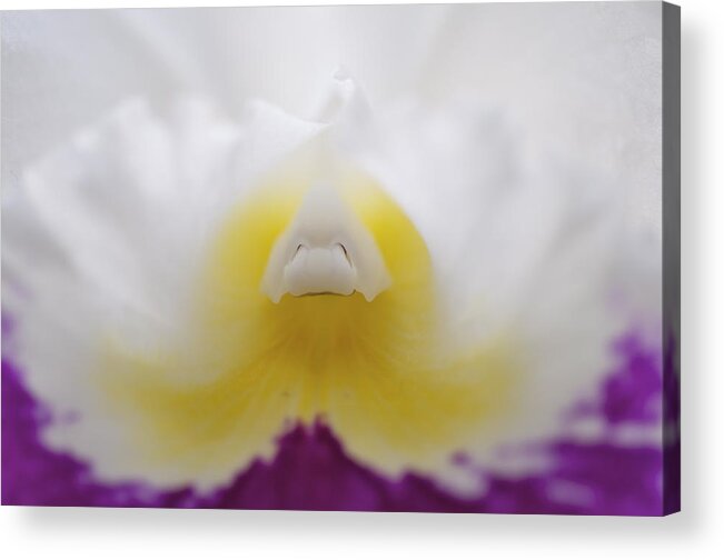 Magenta Acrylic Print featuring the photograph Orchids by Sue Morris