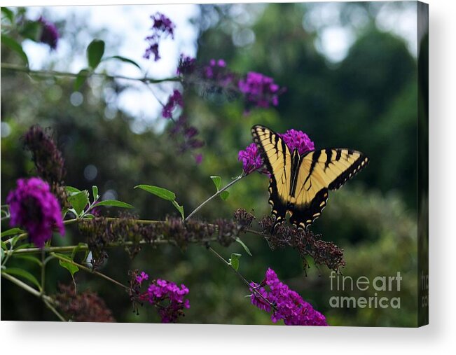 Butterfly Acrylic Print featuring the photograph Out Of Bounds II #1 by Judy Wolinsky