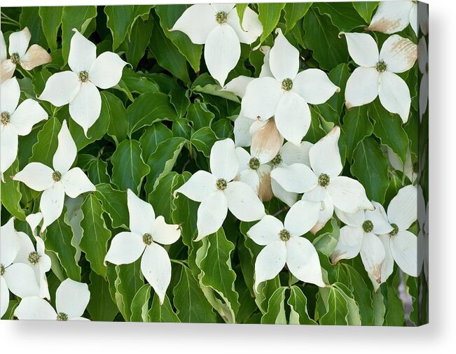 Pacific Dogwood Acrylic Print featuring the photograph Pacific Dogwood (cornus Nuttallii) #1 by Bob Gibbons/science Photo Library