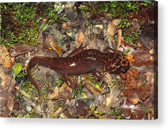 Amphibia Acrylic Print featuring the photograph Pacific Giant Salamander by Karl H. Switak
