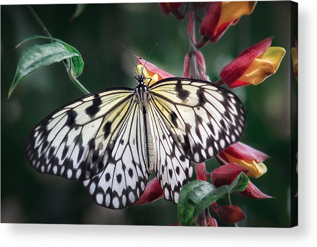Shirley Mitchell Acrylic Print featuring the photograph Paper Kite butterfly #1 by Shirley Mitchell