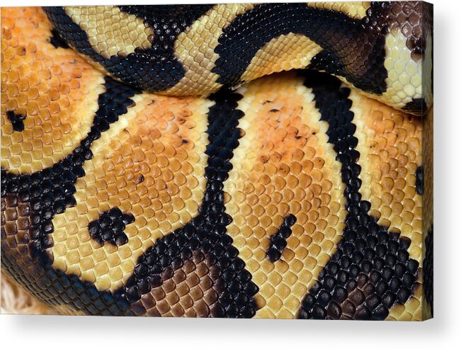 Animal Acrylic Print featuring the photograph Pastel Royal Python by Nigel Downer