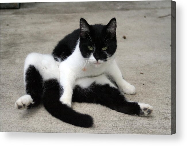 Cat Acrylic Print featuring the photograph Black and White Tuxedo Cat by Valerie Collins
