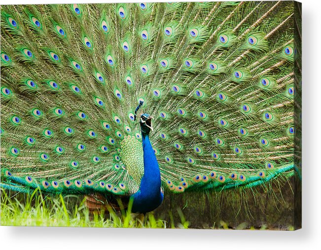Blue Peafowl Acrylic Print featuring the photograph Peacock #1 by SAURAVphoto Online Store