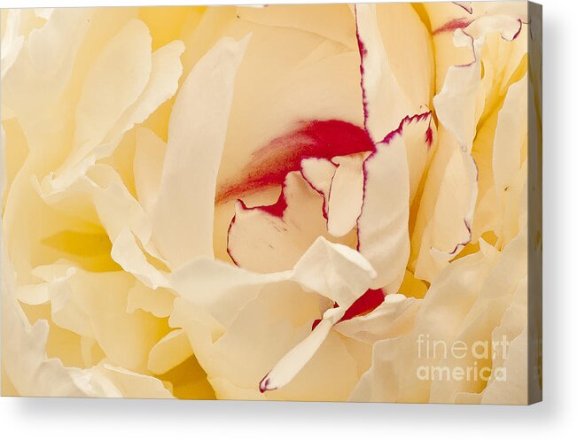 Flower Acrylic Print featuring the photograph Peony by Steven Ralser