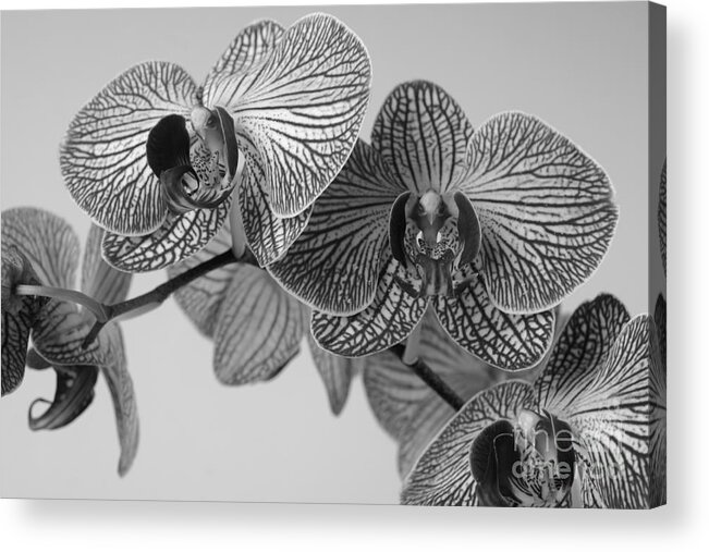 Bloom Acrylic Print featuring the photograph Phalaenopsis Orchid #2 by Dariusz Gudowicz