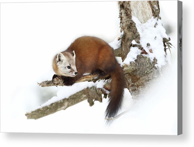 Weasel Acrylic Print featuring the photograph Pine Marten - Algonquin Park #1 by Jim Cumming