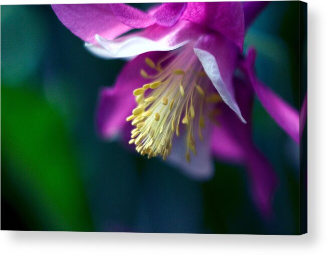 Allergy Acrylic Print featuring the photograph Pink and White Columbine Flower #1 by RM Vera