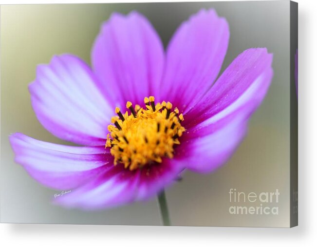 Cosmos Acrylic Print featuring the photograph Pink Cosmos #1 by Yumi Johnson