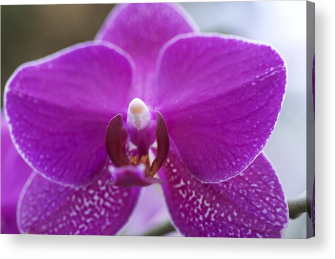 Floral Acrylic Print featuring the photograph Pink orchid #1 by Sue Morris