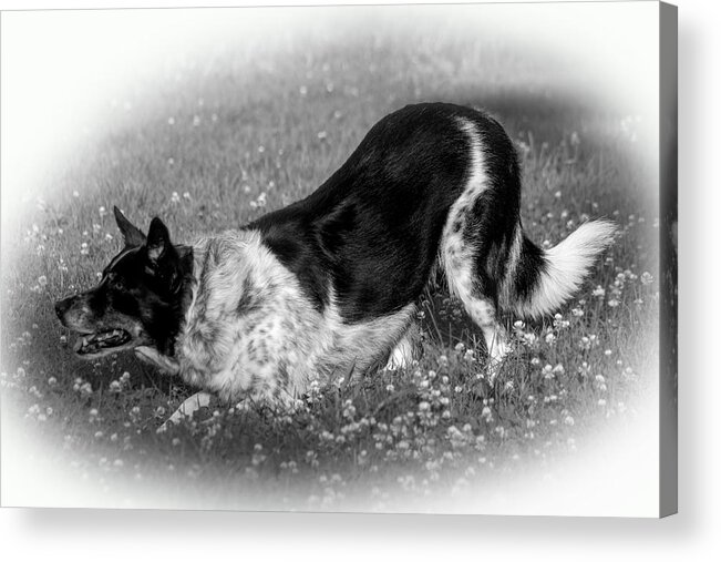 Black And White Photography Acrylic Print featuring the photograph Playful #1 by Michael Porchik