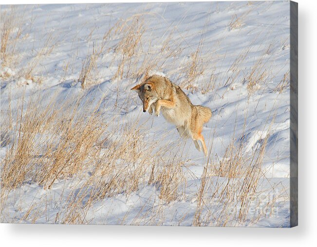 Coyote Acrylic Print featuring the photograph The High Jump by Jim Garrison
