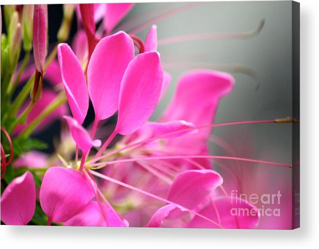 Pink Flowers Acrylic Print featuring the photograph Pretty in pink by Deena Withycombe