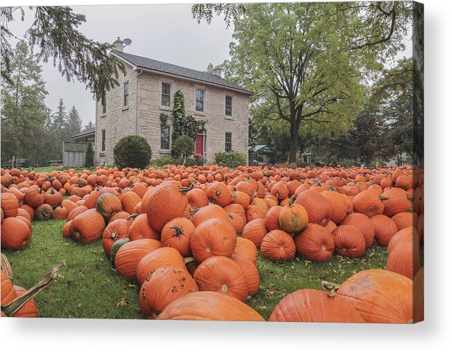 Fall Acrylic Print featuring the photograph Pumpkin farm #1 by Nick Mares