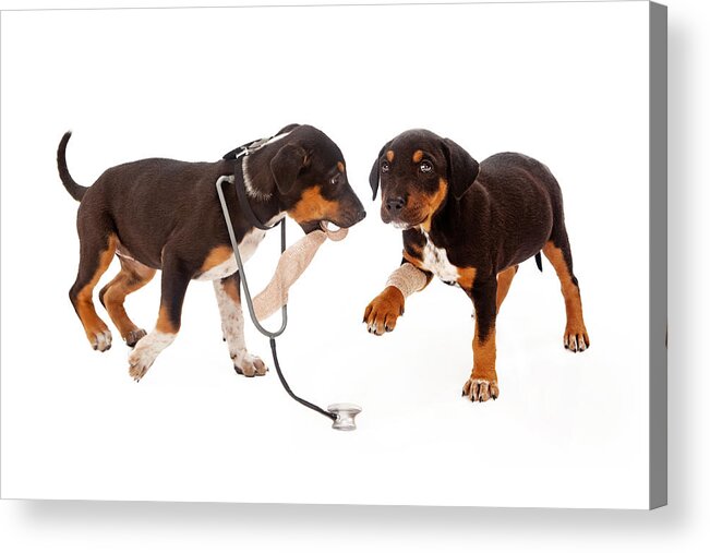 Veterinary Acrylic Print featuring the photograph Puppy Veterinarian and Patient #1 by Good Focused
