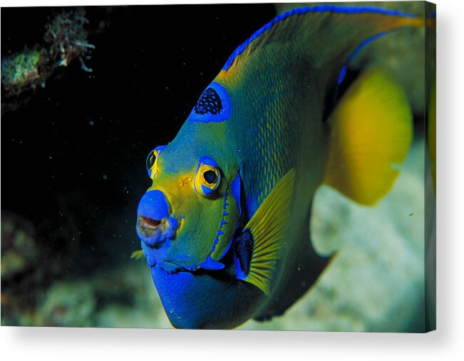 Angel Fish Acrylic Print featuring the photograph Queen Angelfish #1 by Charles Angelo