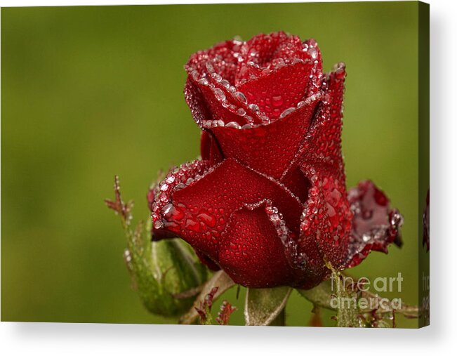 Rose Acrylic Print featuring the photograph Raindrops on Roses #1 by Inge Riis McDonald