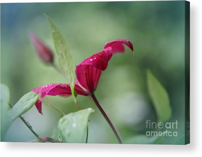 Clematis Acrylic Print featuring the photograph Red Clematis #1 by Yumi Johnson