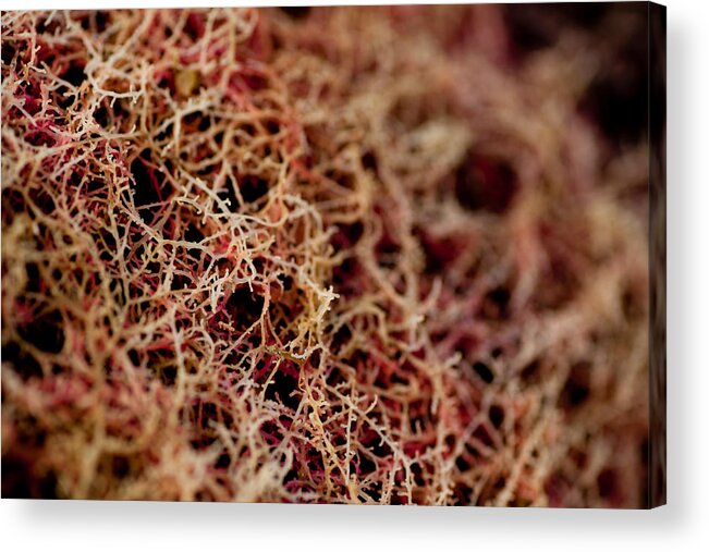 Coral Acrylic Print featuring the photograph Red Coral #1 by Carole Hinding
