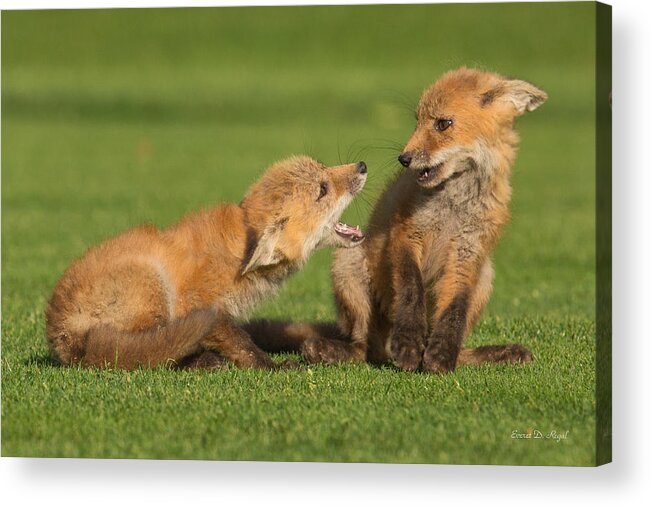 Fox Acrylic Print featuring the photograph Red Fox kits #2 by Everet Regal